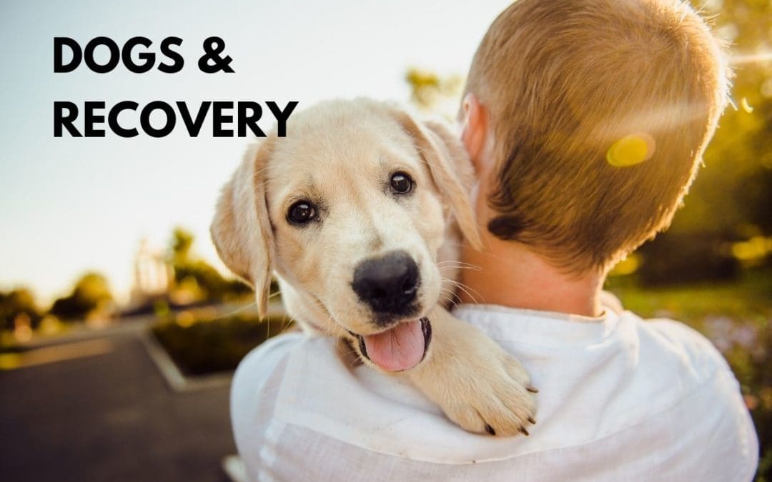 Dogs and recovery