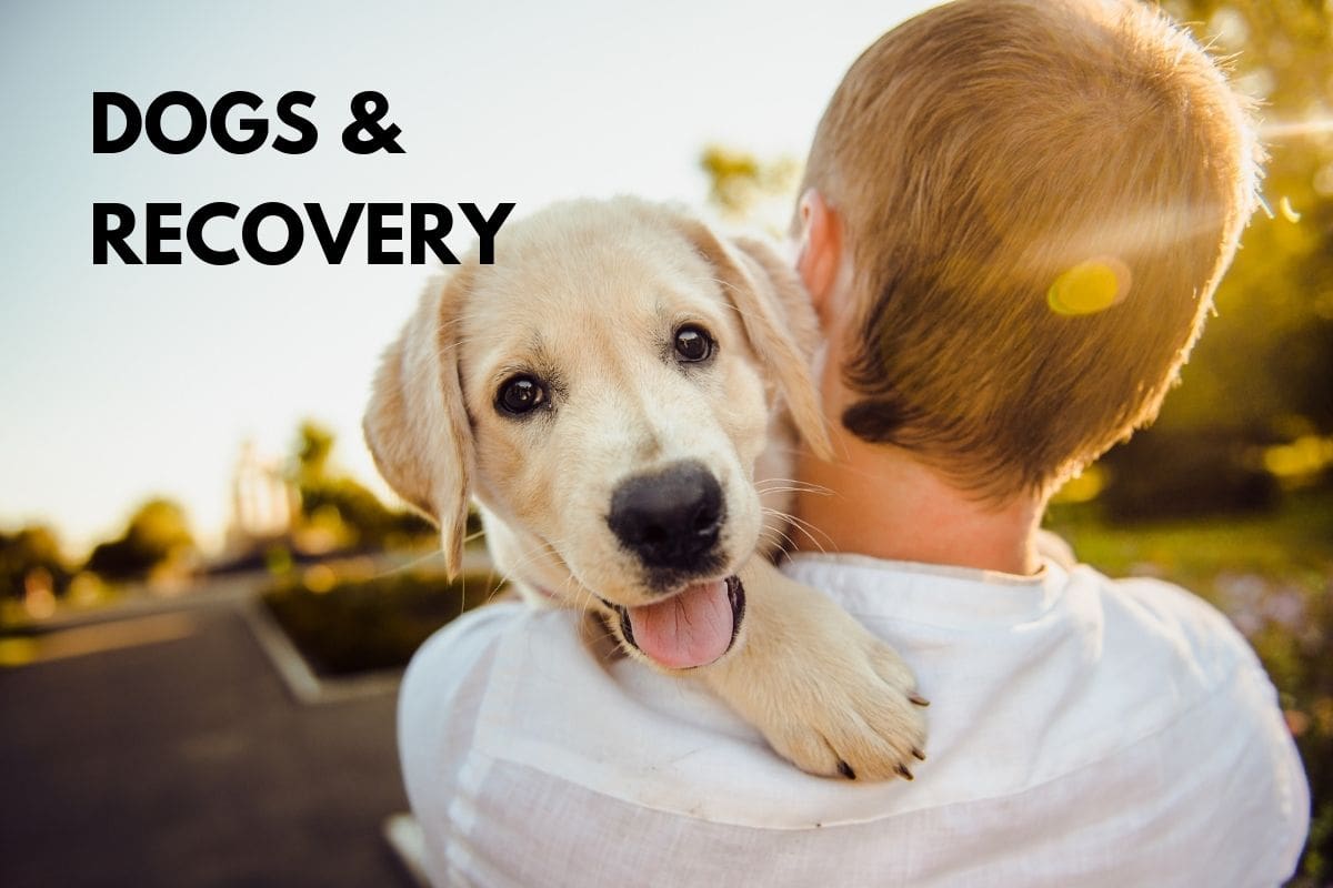 Dogs and recovery