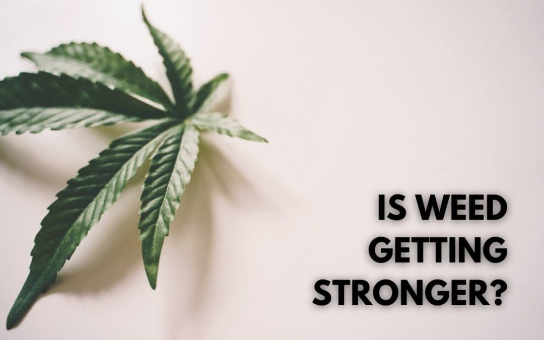 how-much-stronger-is-weed-now